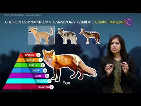 Taxonomy and Taxonomic Hierarchy (Biological Classification of Living Things)