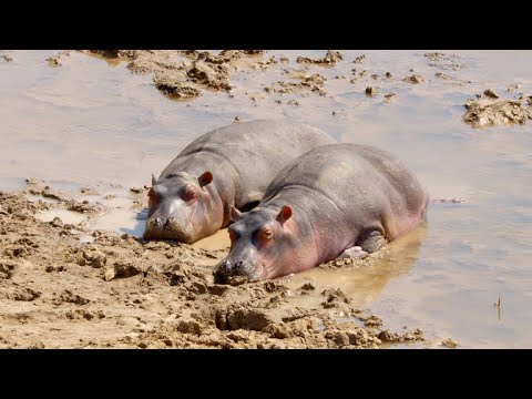 The Noise Made by Wild Hippos Can Be Deafening