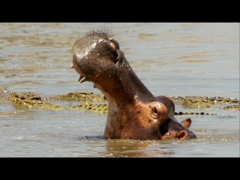 Hippo Fights Crocodiles Off Dead Companion | BBC Earth