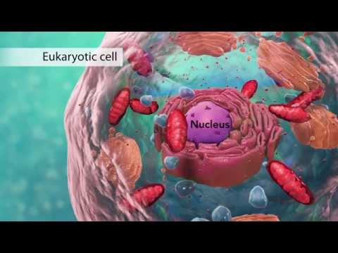 Biology: Cell Structure I Nucleus Medical Media