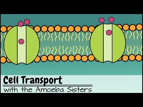 Cell Transport