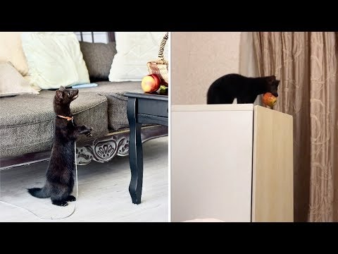 Woman Has Adorable Pet Sable