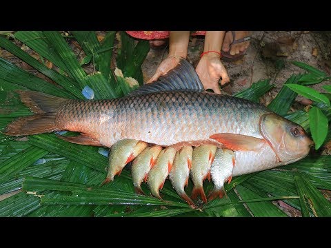 Unbelievable! Fishes In 25Kg Biggest Fish and then Cooking In Forest