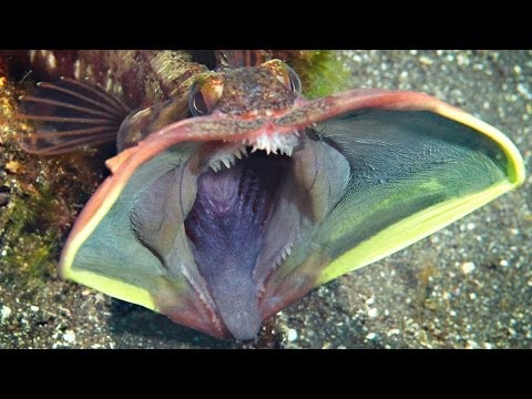 10 of the MOST AMAZING SEA CREATURES ever discovered!