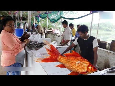 Amazing live Fish  cutting technique | تقنية مذهلة للاسماك | STREET FOODOS