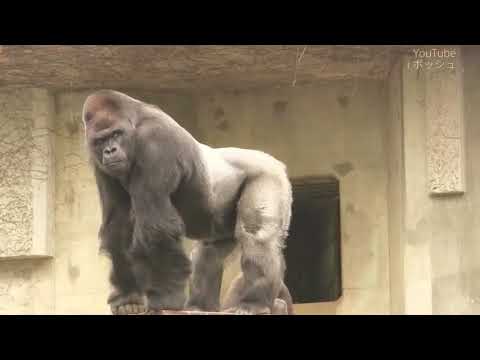 India biggest Gorilla ever...(plz donate to save animal in zoo only 5 rupees details below)