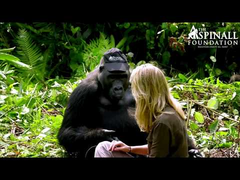 Heart-warming moment Damian Aspinall's wife Victoria is accepted by wild gorillas OFFICIAL VIDEO