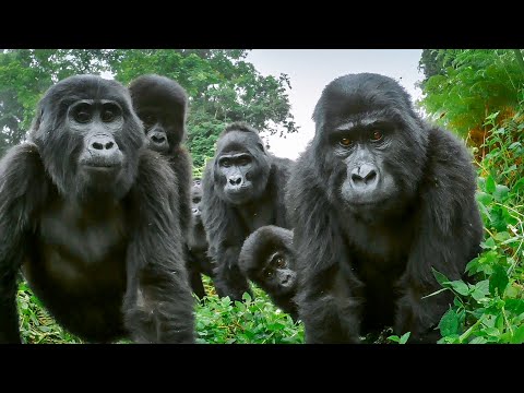 Spy Gorilla Comes Face To Face With Alpha Silverback | BBC Earth