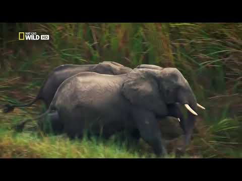 South Sudan's Hidden Herds