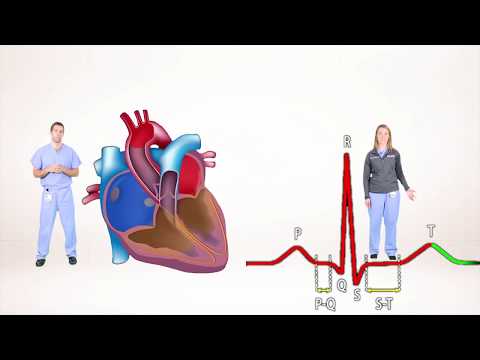 ECG for Beginners. Understanding the waves of ECG, P wave, QRS complex.