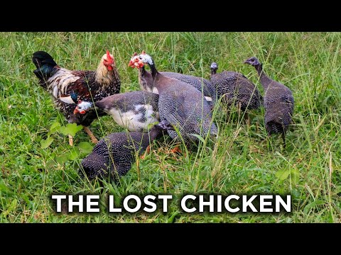 The Chicken that thinks it's a GUINEA FOWL