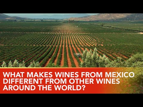 What are the Grape🍇 Varieties Of Mexico's Wine Country?  The Key🔑 to Mexico's Wine Future.