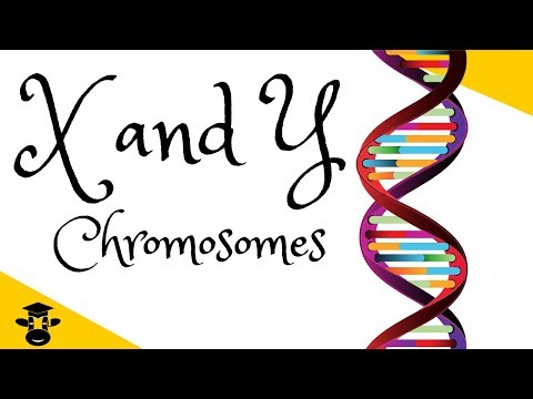 X and Y chromosomes explained