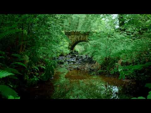 Nature Sounds Forest Sounds Birds Singing Sound of Water-Relaxation-Mindfulness-Meditation