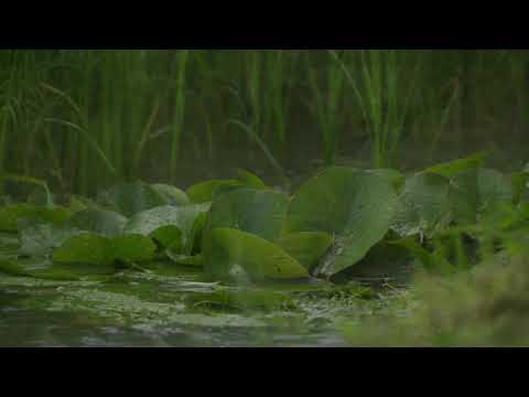 [Gentle Rain Sound] 녹음이 우거진 양수리 생태공원 8시간 빗소리 풍경