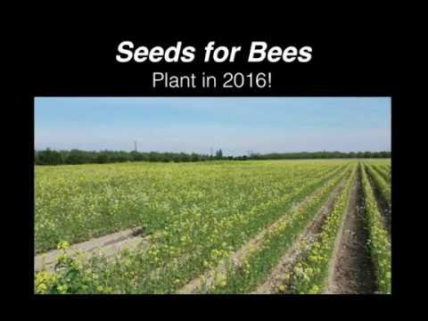 Seeds for Bees 2016