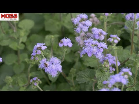 BEES ABSOLUTELY LOVE THIS PLANT!