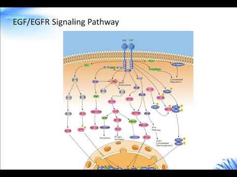 EGF EGFR Signaling Pathway Creative Diagnostics