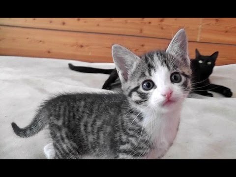 Kitty Cate & Her Kittens - So Much Cute & Crazy Fun!