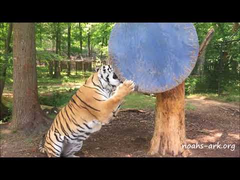 Golden tiger playing with dangly disk toy - Noah's Ark Animal Sanctuary