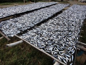 Dried fishes laid out in rows