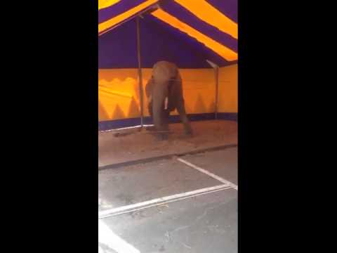 'stereotiep (gestoord) gedrag olifant Buba van circus Freiwald'