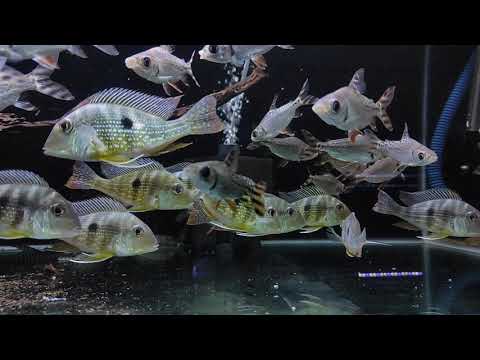 F0 Geophagus Proximus & American Flagtail ( Red Feifeng )