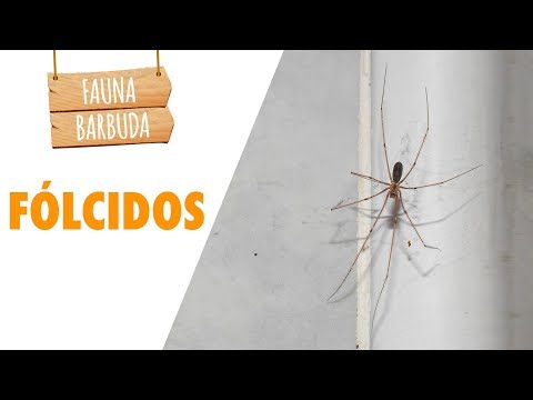 ¿Esa araña que tengo en casa es peligrosa?: Los fólcidos (Pholcidae) | FAUNA BARBUDA 52