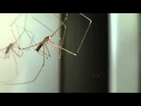 Cellar spider (Pholcidae)