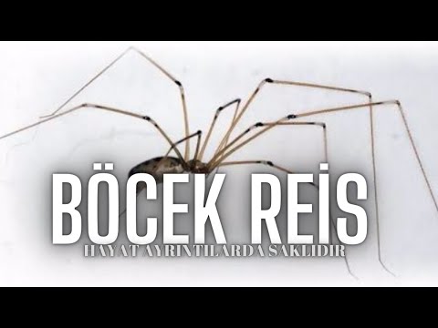 Titreyen Örümcekler/Kiler Örümcekleri #BöcekReis (Pholcidae)