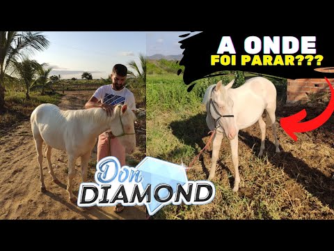 ONDE ESTÁ O DON DIAMOND???