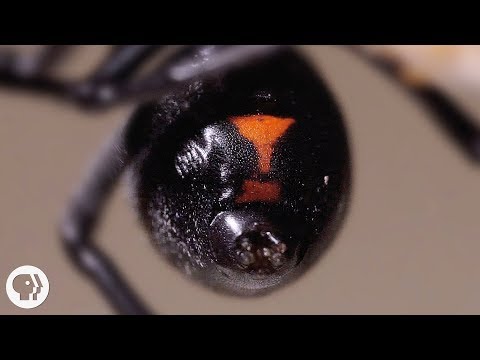 Why the Male Black Widow is a Real Home Wrecker | Deep Look