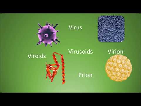 Difference among virus, virion, viroids, virusoids and prions