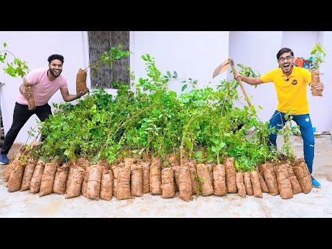 How to Plant 1000 Trees To Save Earth