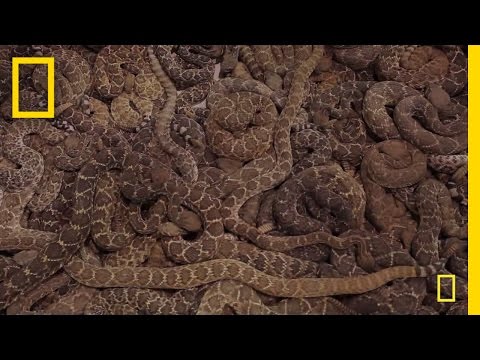 Rattlesnake Roundup | National Geographic