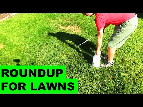 Roundup For Lawns Before & After Review