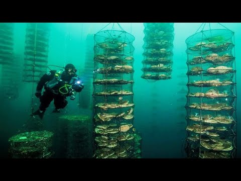 Amazing Pearl Cultivation Technology - Pearl Farm and Harvesting - How to grow Pearl from oyster