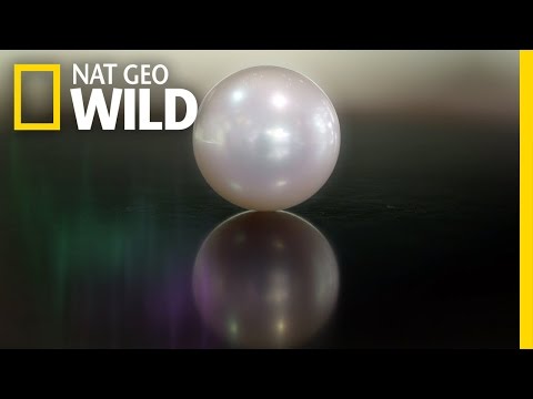 Formation of a Pearl | Secret Life of Pearls