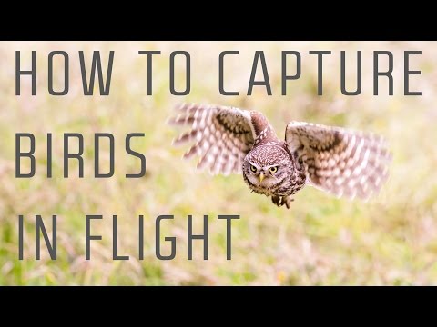 How to capture birds in flight - Wildlife Photography Tutorial