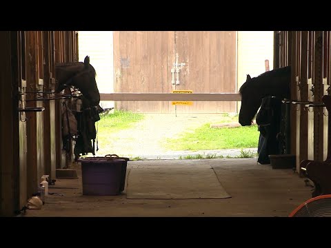 'I felt violated': Stable owner says horse was assaulted by man