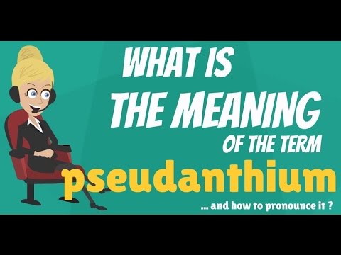 What is PSEUDANTHIUM? What does PSEUDANTHIUM mean? PSEUDANTHIUM meaning & explanation