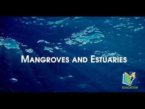 Deep Sea Learning: Mangroves & Estuaries