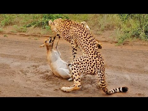 Buck Cries for Help from Cheetah