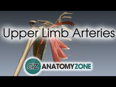 Upper Limb Arteries - Arm and Forearm - 3D Anatomy Tutorial