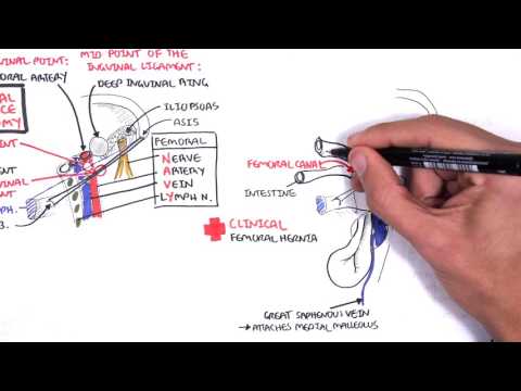 Clinical Anatomy -  Lower Limb (Bones), Inguinal ligament, Hip, Knee and ankle Joints