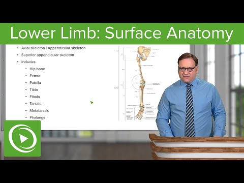 Lower Limb: Surface Anatomy & Osteology – Anatomy | Lecturio