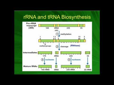 rRNA Processing: Pre-ribosome to Ribosome