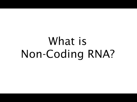 What is Non-Coding RNA? (#36)