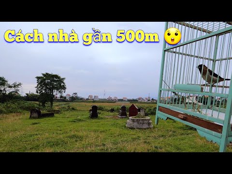 Thử Thả Bé Chim Ri Nuôi Từ Nhỏ Đi Rất Xa Xem Biết Trở Về Không / Quế Nghịch