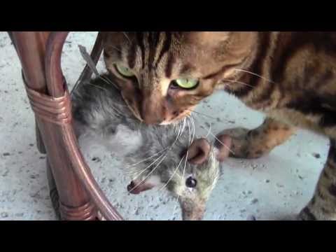 Bengal Cat Bamboo Takes Elephant Mouse